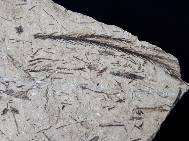 Doliostrobus taxiformis KVACEK 1971 - Bild © FossNet FossilienStore